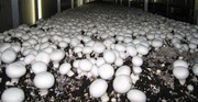 Семена шампиньонов на 300 кг грибов!