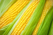 Продаем семена кукурузы краснодар